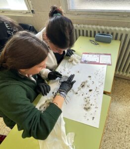 Lee más sobre el artículo Taller de Ciencias: Análisis de Egagrópilas