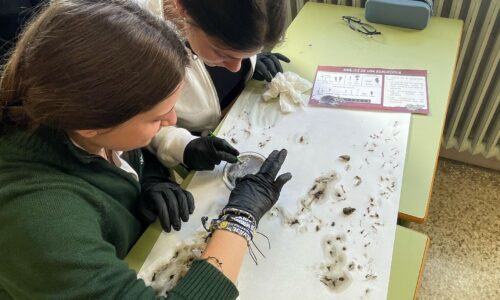 Taller de Ciencias: Análisis de Egagrópilas
