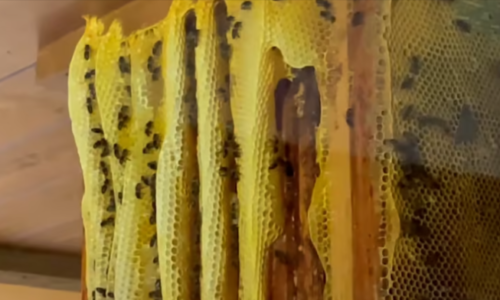 Visita al Museo de la miel de Sigüenza